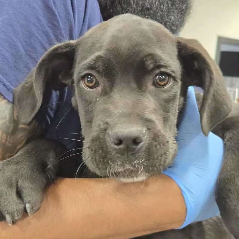 A baby extra large-sized male Black Cane Corso dog named Aldo for adoption in Newark, NJ