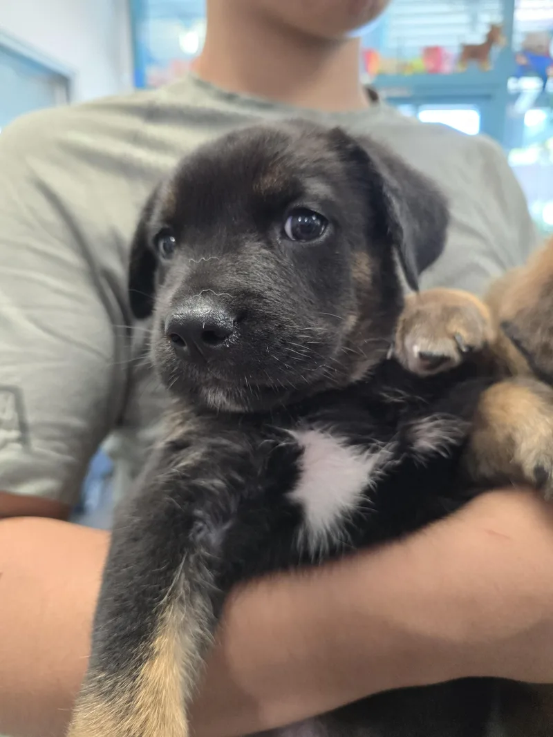 A baby small-sized female Siberian Husky dog named Penelope for adoption in Chatsworth, CA