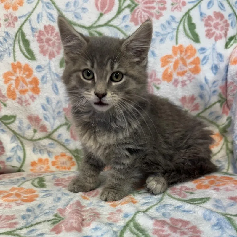 A baby small-sized female Gray / Blue / Silver Domestic Long Hair cat named Wonton for adoption in Kittanning, PA