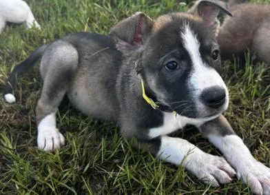 A baby medium-sized male Black Siberian Husky dog named Peter for adoption in Liverpool, TX