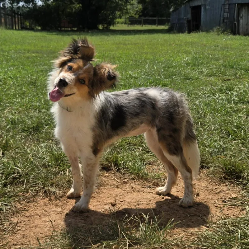 Millie