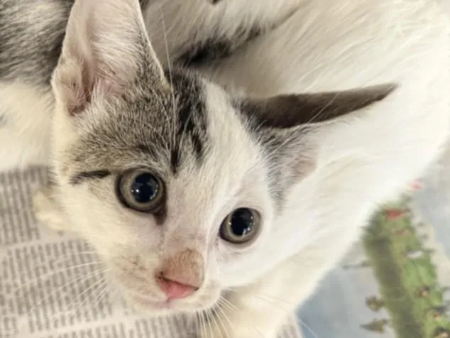 A baby small-sized female Domestic Short Hair cat named Missy for adoption in San Pedro, CA