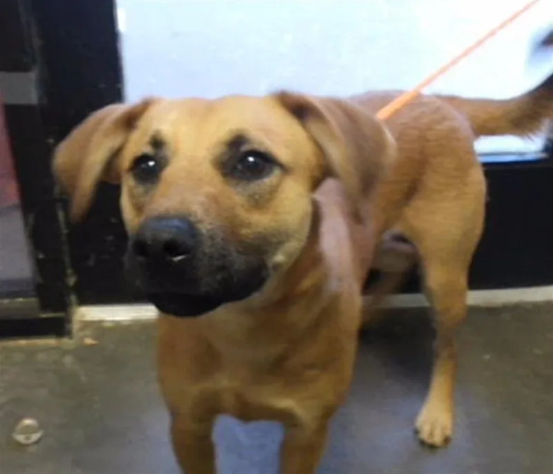 A young medium-sized male Redbone Coonhound dog named Magnus for adoption in Tulsa, OK