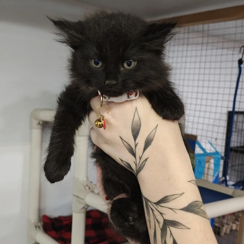 A baby small-sized male Domestic Medium Hair cat named Sully for adoption in Madison, WI