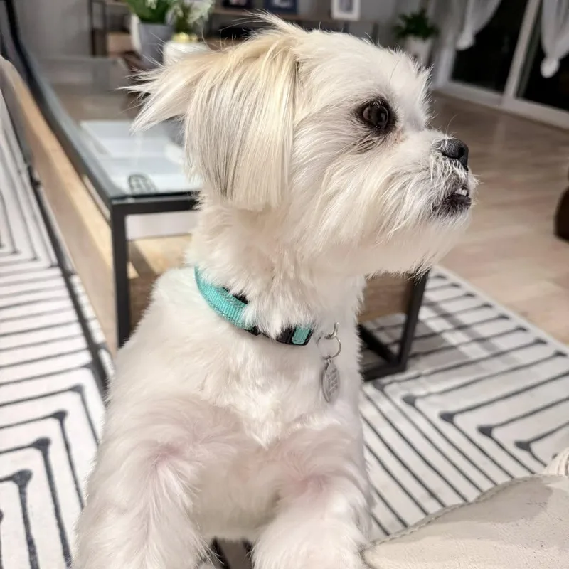 Stetson Trooper thumbnail 2