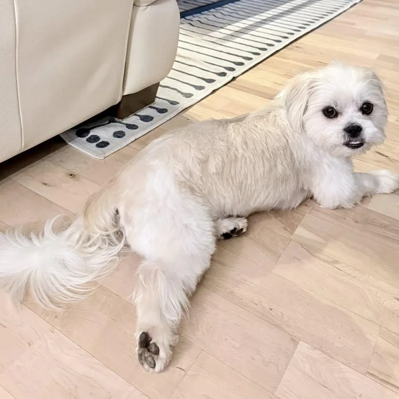 Stetson Trooper thumbnail 3