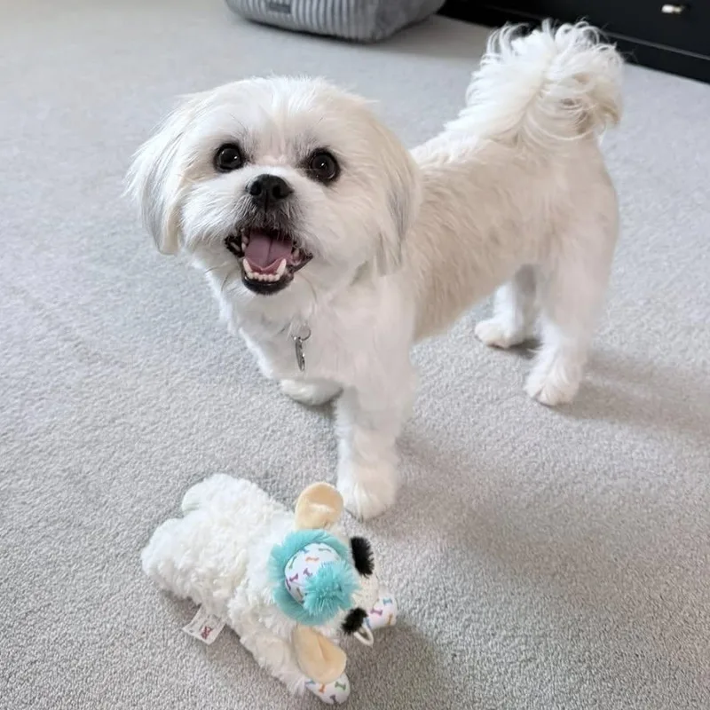 A young small-sized male White / Cream Maltese dog named Stetson Trooper for adoption in Plano, TX
