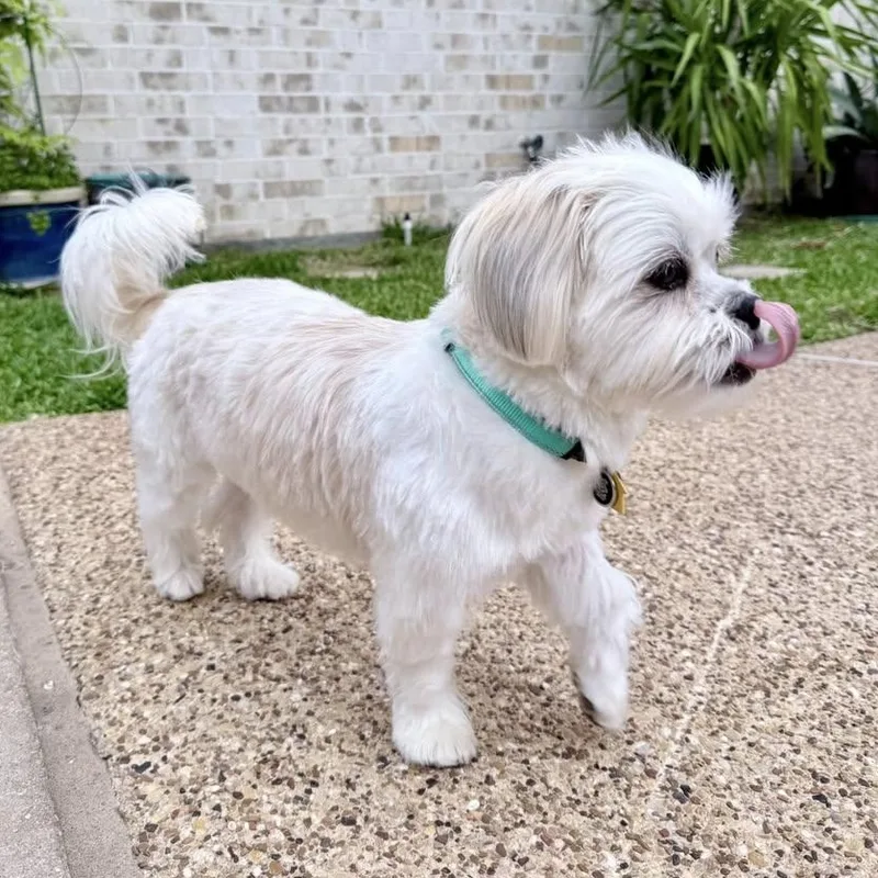 Stetson Trooper thumbnail 4