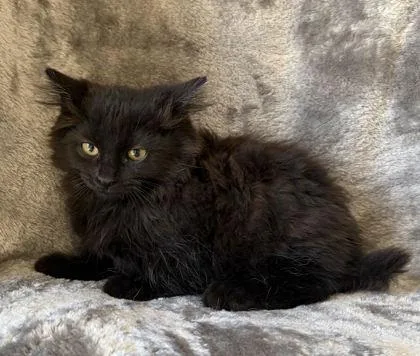 A young medium-sized female Domestic Long Hair cat named Star for adoption in Buffalo, MN