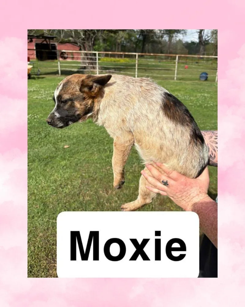 A baby medium-sized female Australian Cattle Dog / Blue Heeler dog named Moxie for adoption in Rock Hill, NY