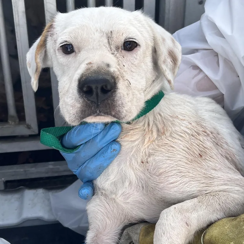 A young small-sized female White / Cream Terrier dog named Jade for adoption in Edinburg, TX