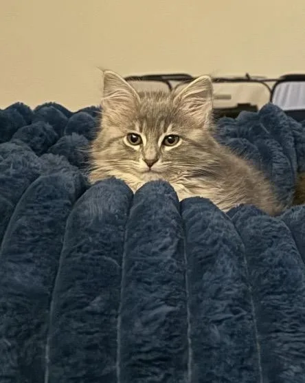 A baby small-sized female Domestic Short Hair cat named Mylo for adoption in Mustang, OK