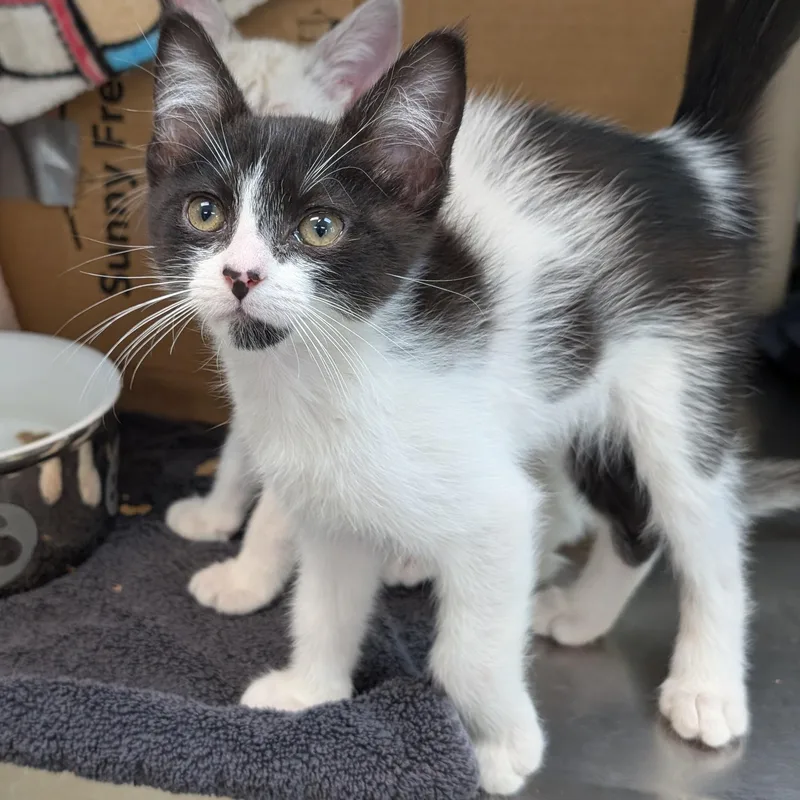 A baby medium-sized male Black & White / Tuxedo Domestic Short Hair cat named Cloud for adoption in Jefferson, WI