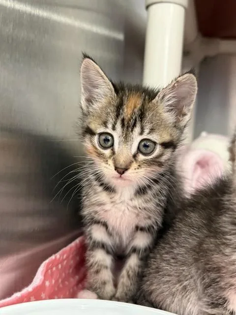 A baby small-sized female Domestic Short Hair cat named Tuna for adoption in Redlands, CA