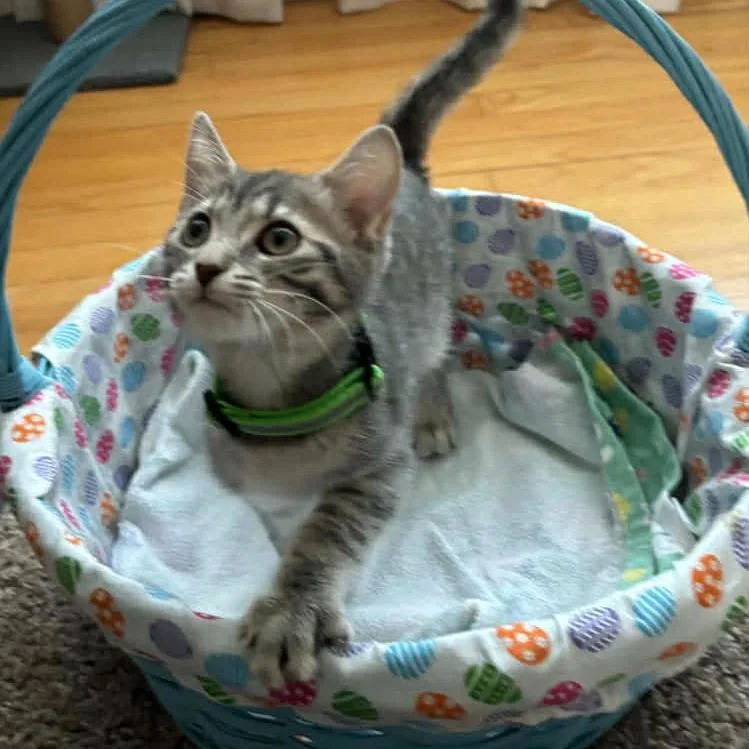 A baby small-sized female Gray / Blue / Silver Domestic Short Hair cat named Bisque for adoption in Inwood, WV