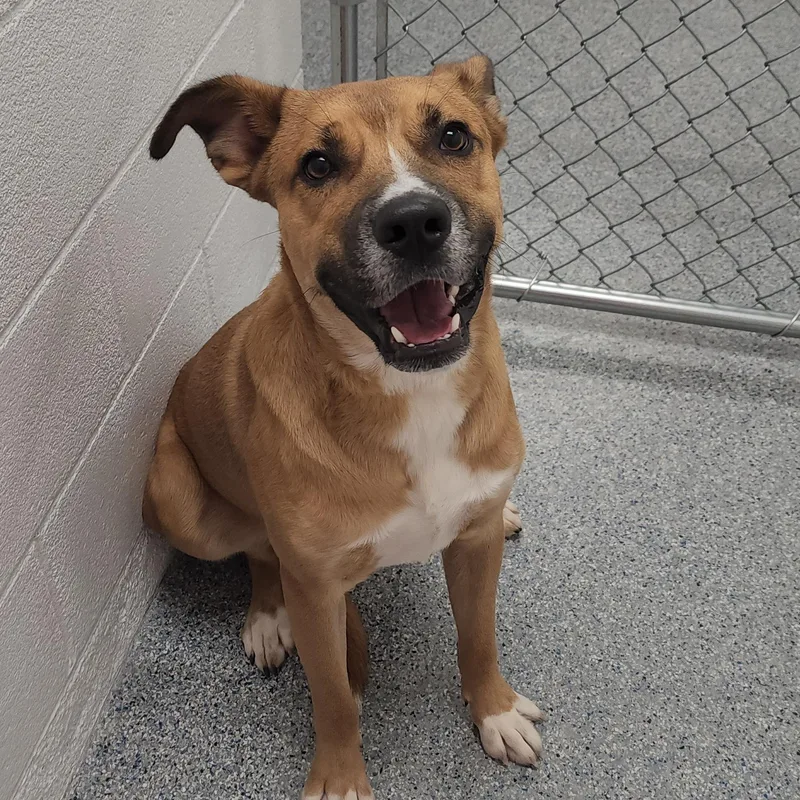 A young medium-sized male Golden German Shepherd Dog dog named Reliegh for adoption in Beulah, MI