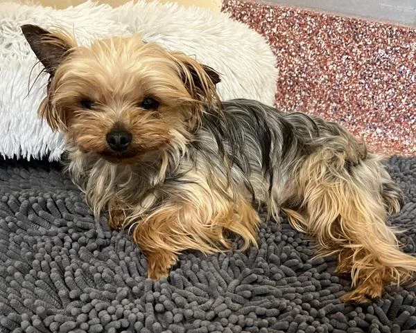 An adult small-sized male Yorkshire Terrier dog named Michael for adoption in Stratham, NH