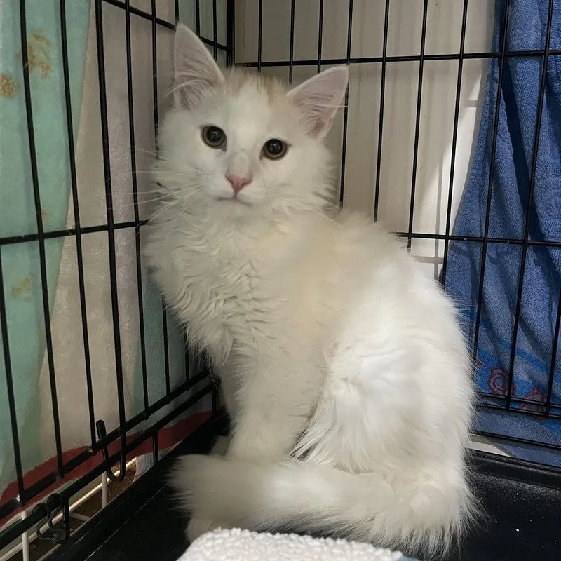 Toasted Marshmallow