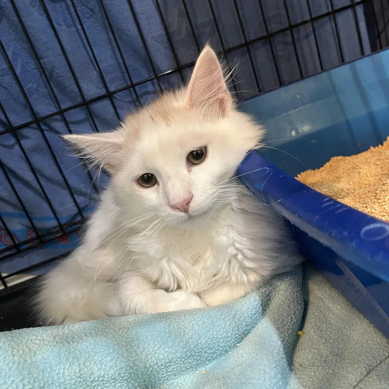 Toasted Marshmallow thumbnail 2