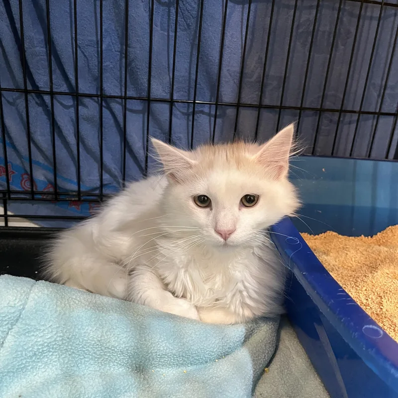 Toasted Marshmallow thumbnail 3