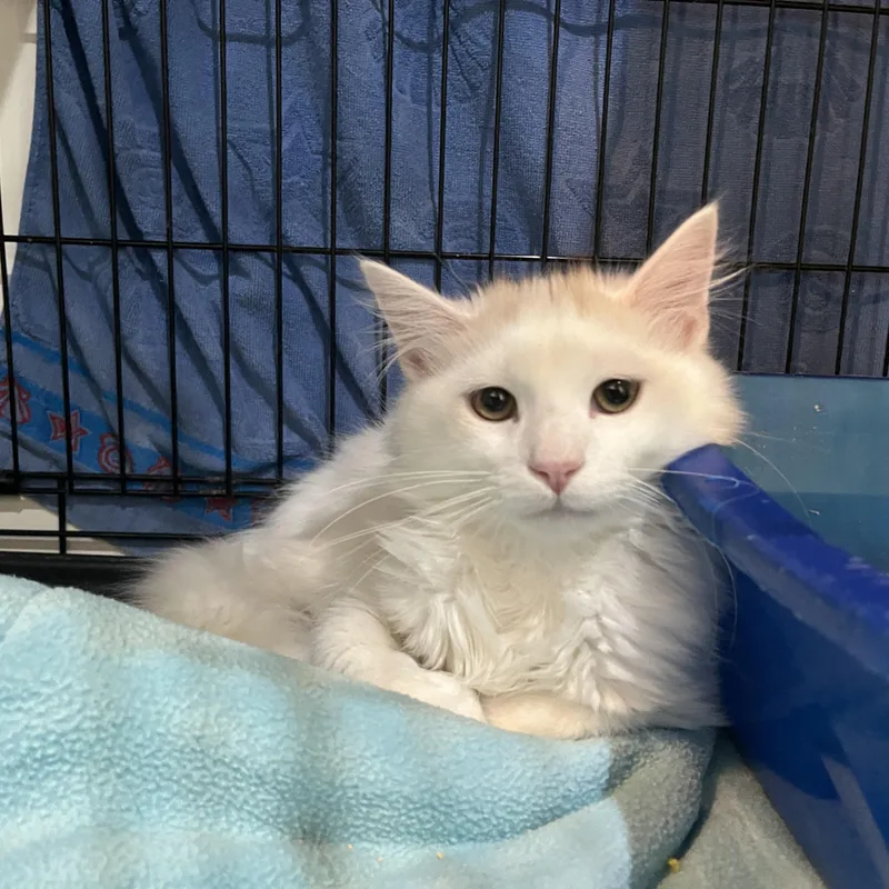 Toasted Marshmallow thumbnail 4