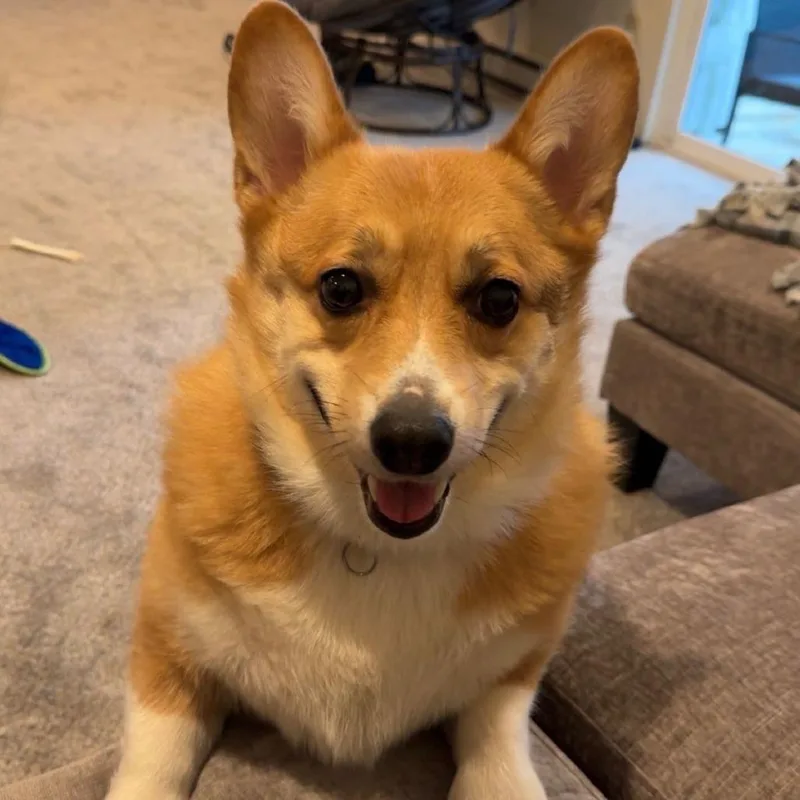 An adult medium-sized male Yellow / Tan / Blond / Fawn Corgi dog named Rocco for adoption in Saratoga Springs, NY