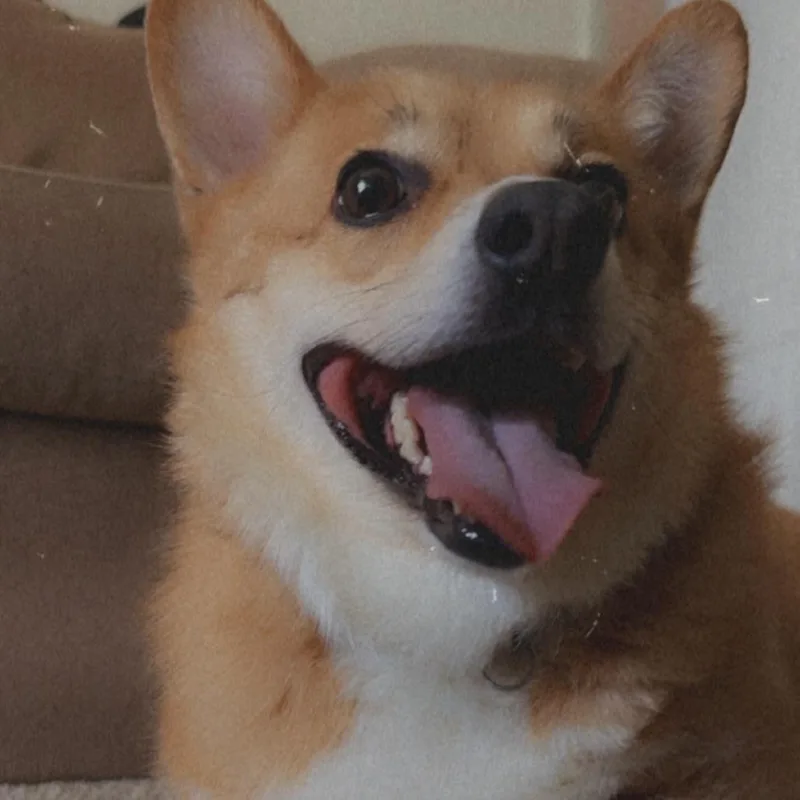 Rocco thumbnail 2