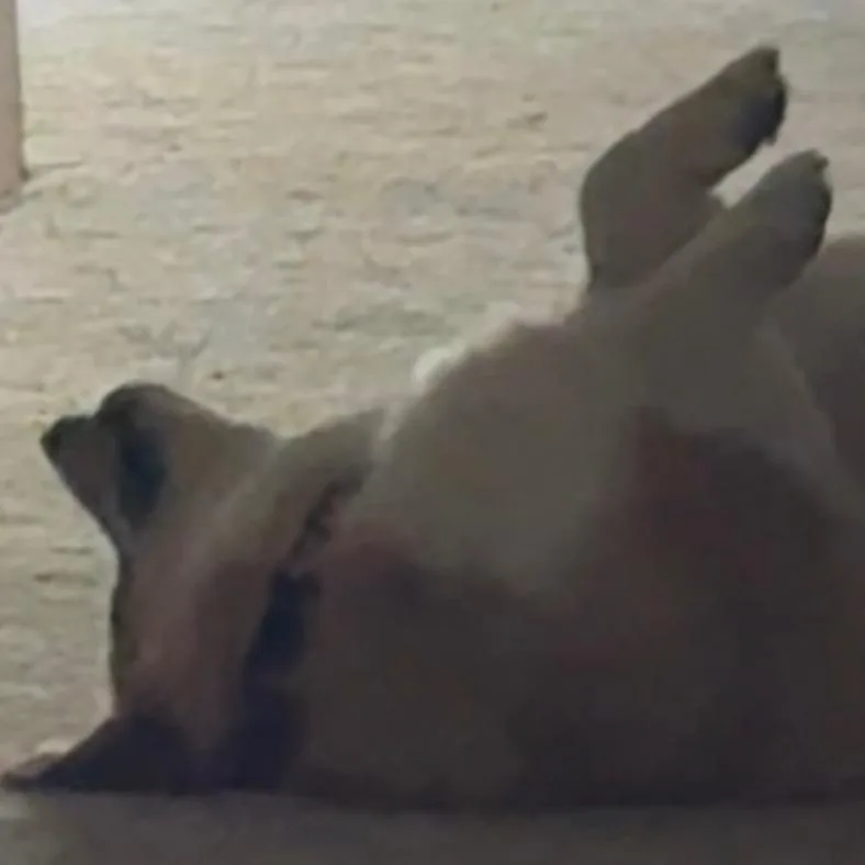 Rocco thumbnail 4