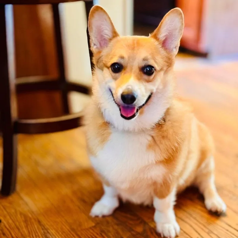 Rocco thumbnail 5