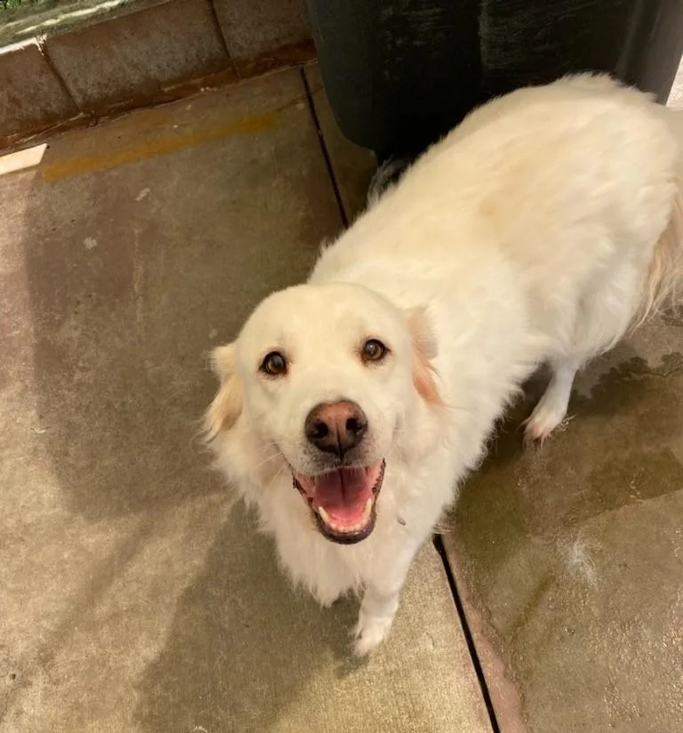 A senior medium-sized female White / Cream Mixed Breed dog named Maggie Beaulah for adoption in Burgaw, NC