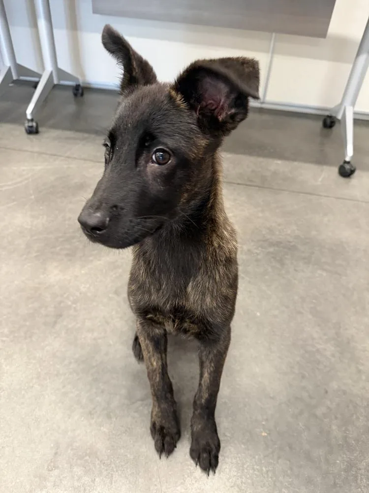 A baby small-sized male Brindle Dutch Shepherd dog named Larry Located in for adoption in Imlay City, MI