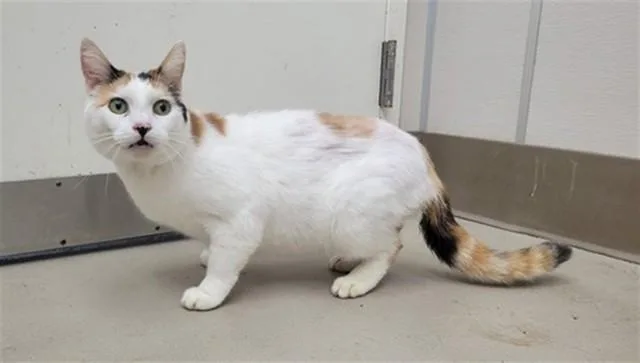 An adult small-sized female Domestic Short Hair cat named Mokara for adoption in McKinleyville, CA