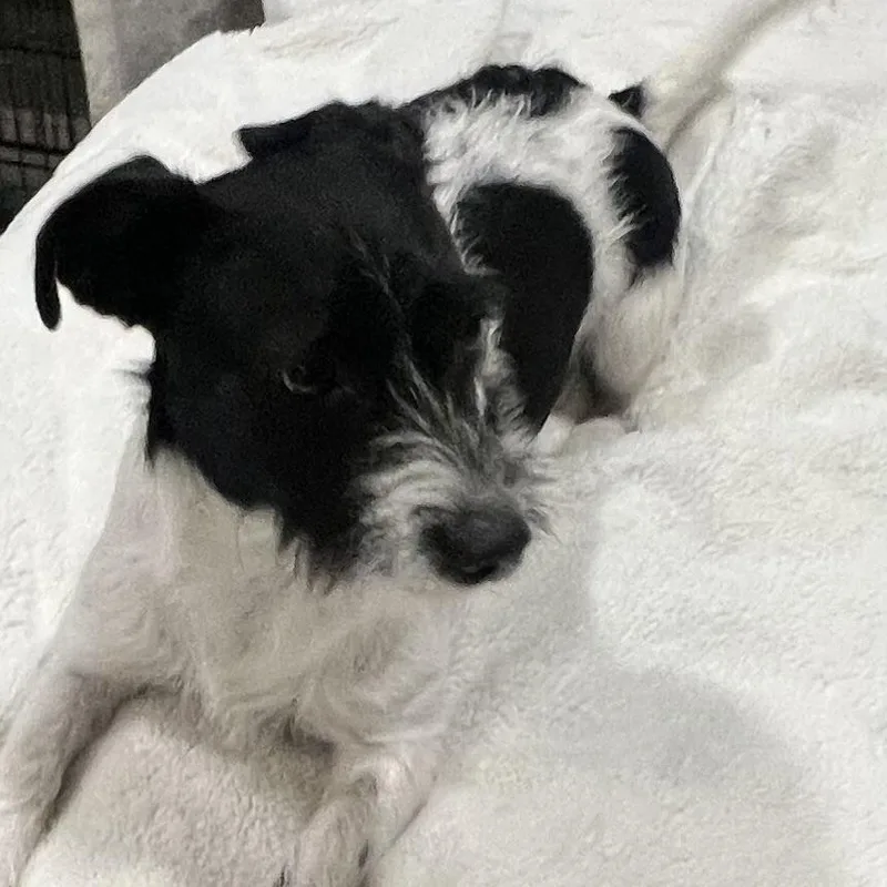 Freddy! Sweet And Playful! thumbnail 2