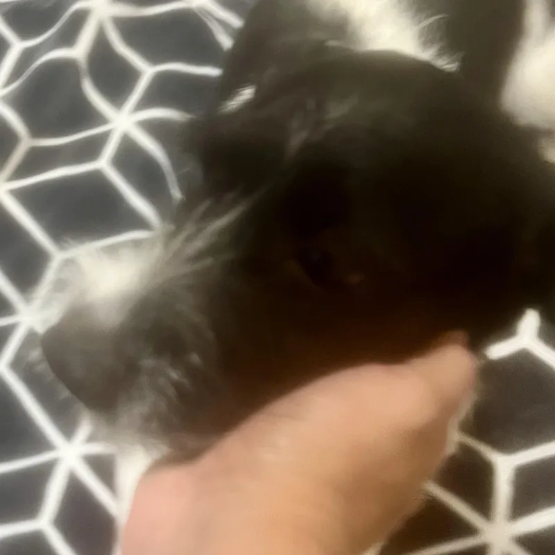 Freddy! Sweet And Playful! thumbnail 3