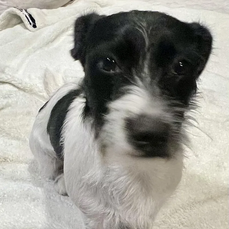 Freddy! Sweet And Playful!