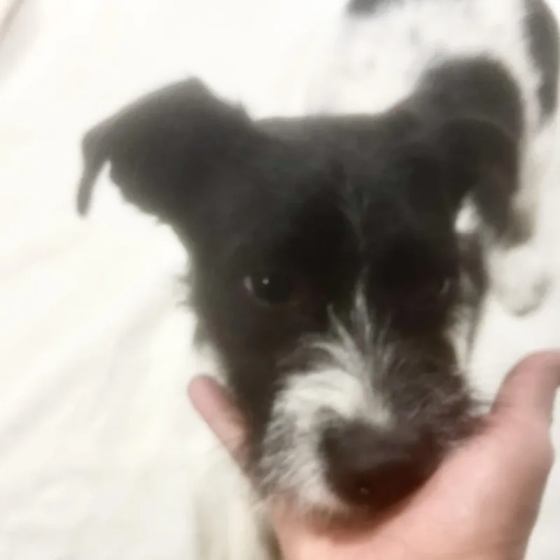 Freddy! Sweet And Playful! thumbnail 5