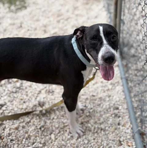 A young large-sized female Mixed Breed dog named Charlee for adoption in Pensacola, FL