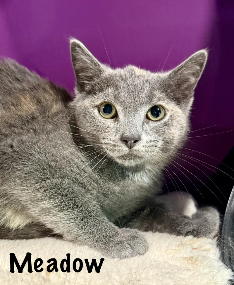 A baby medium-sized female Dilute Tortoiseshell Domestic Short Hair cat named Meadow for adoption in Frewsburg, NY