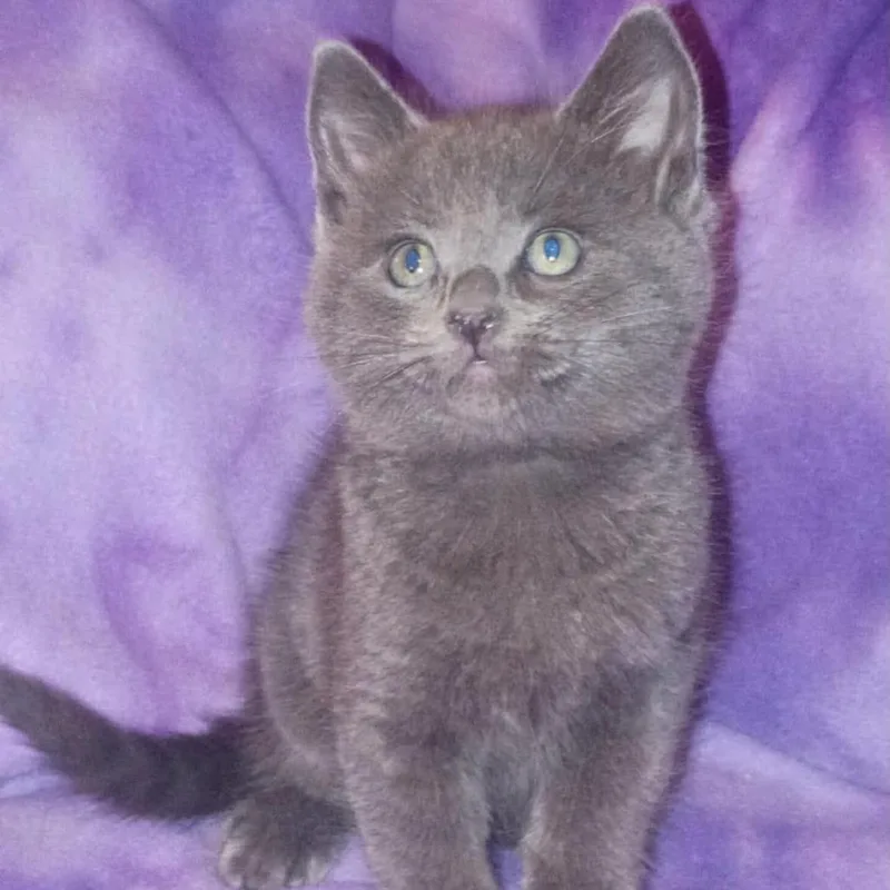 A baby small-sized female Gray / Blue / Silver Domestic Short Hair cat named Cera for adoption in Nampa, ID