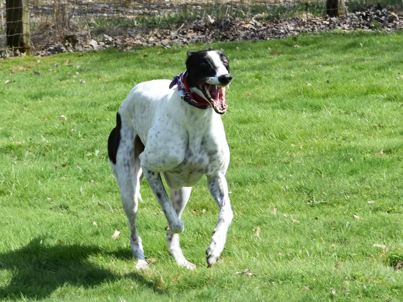 Wembanyama "bones" thumbnail 2