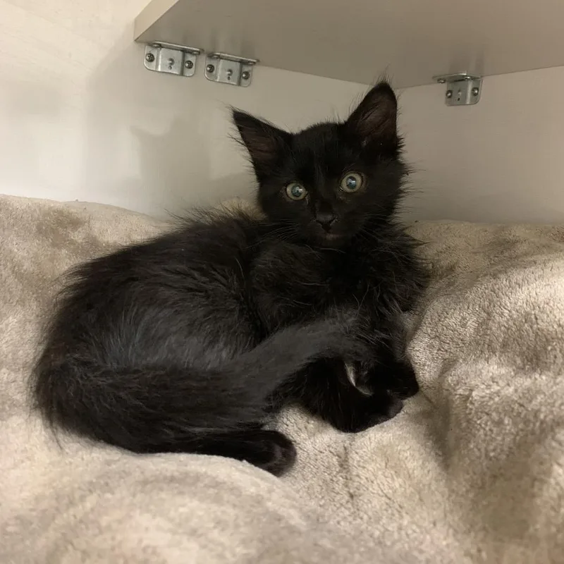 A baby small-sized male Black Domestic Short Hair cat named Mario for adoption in Redwood City, CA