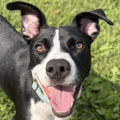 An adult medium-sized female Black Terrier dog named Trudy for adoption in Jefferson, WI