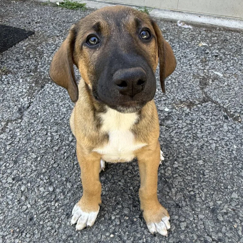 A baby small-sized male Brown / Chocolate Doberman Pinscher dog named Raven Pup: Raymond for adoption in Falls Church, VA