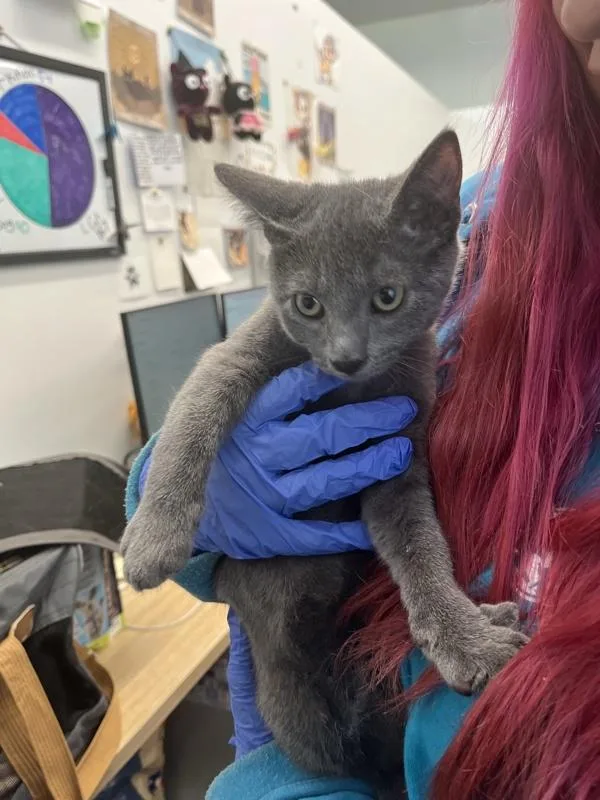A baby small-sized male Domestic Short Hair cat named Leorio for adoption in Ridgewood, NY