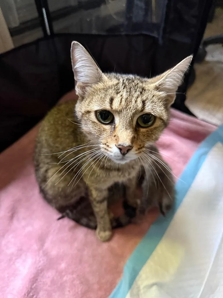 A young medium-sized female Domestic Short Hair cat named Dragonfly for adoption in Newnan, GA