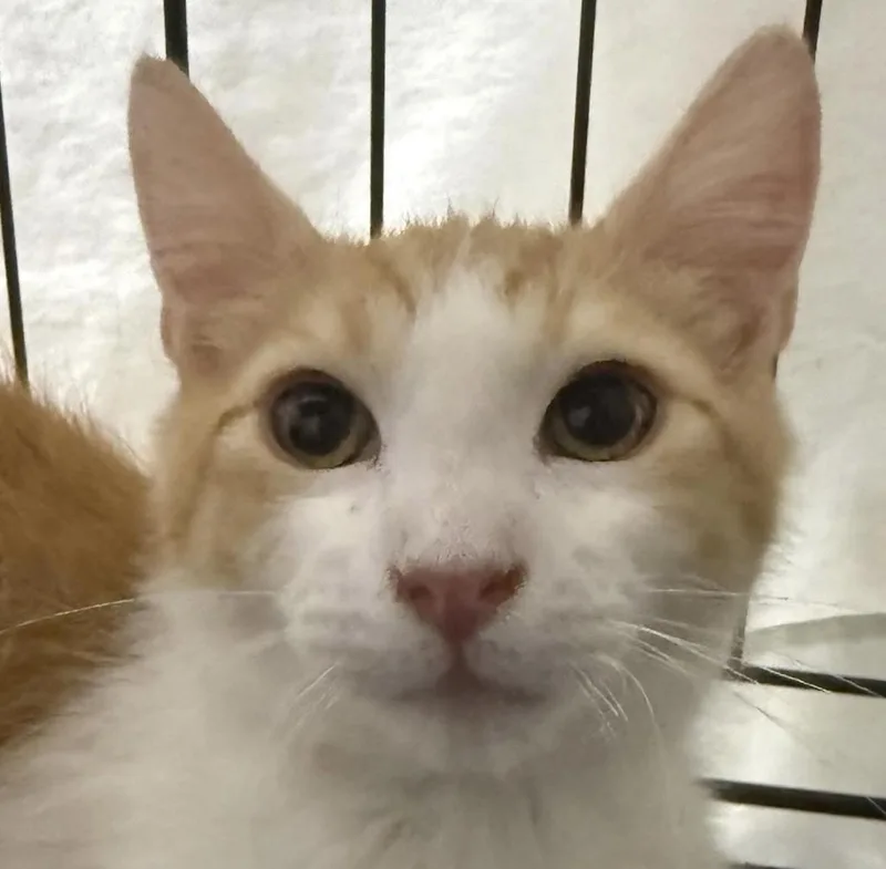 O’malley thumbnail 2