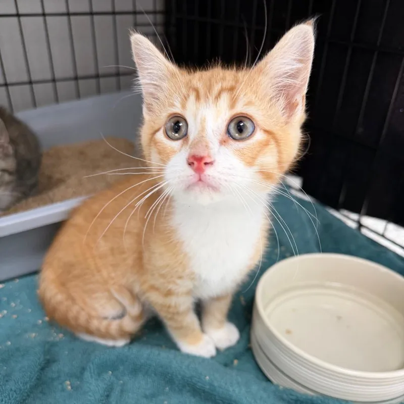 A baby small-sized male Orange / Red Domestic Short Hair cat named Supra for adoption in Detroit Lakes, MN