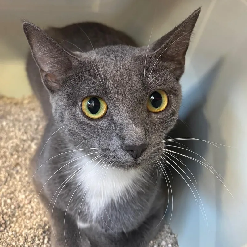 A young medium-sized female Domestic Short Hair cat named Misty for adoption in Sarasota, FL