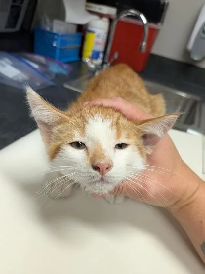 A young small-sized male Domestic Short Hair cat named Aaron for adoption in Missoula, MT