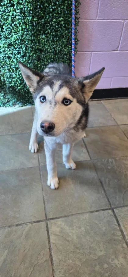 60631247 thumbnail 2